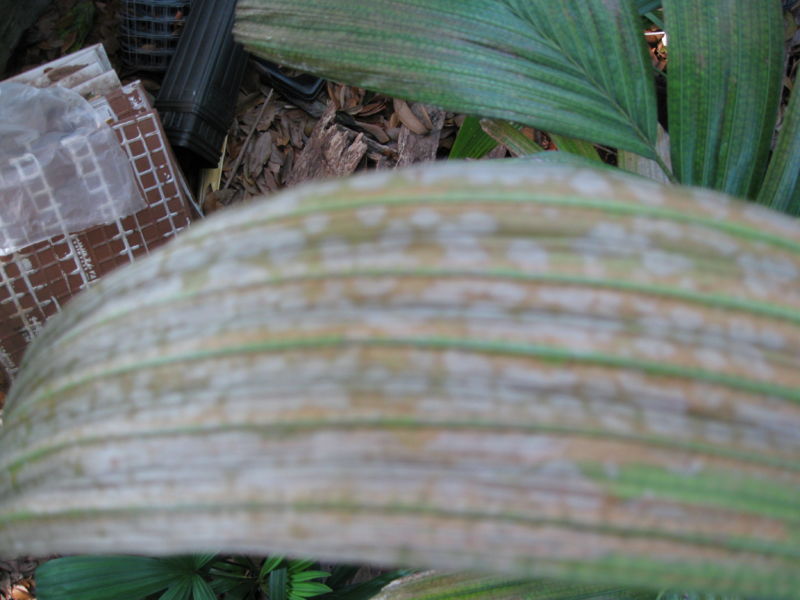 File:Fp8IMG 0255.JPG