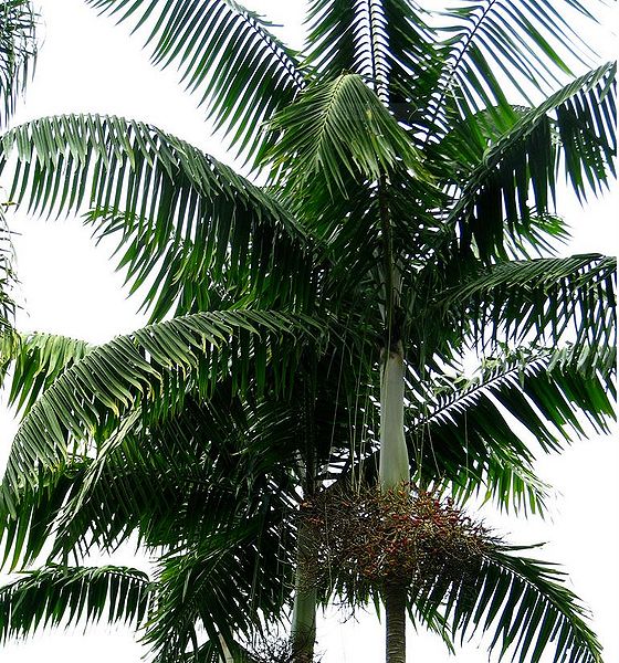 File:Capturevj.JPG