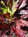 Thumbnail for version as of 13:28, 30 January 2011
