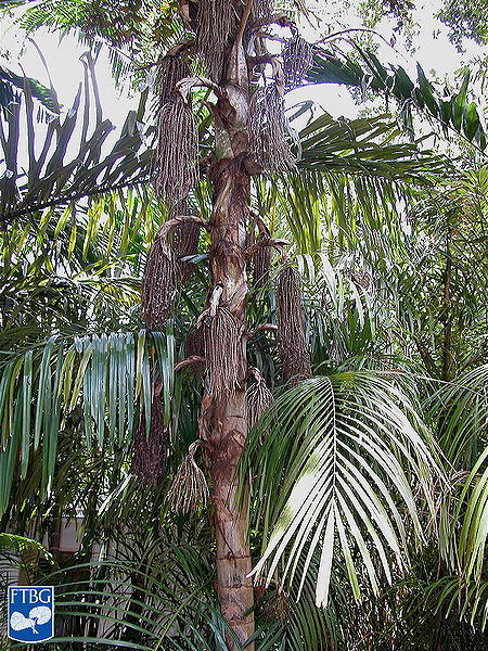 File:Caryota cumingii palmboom.jpg
