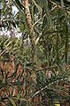 Thumbnail for version as of 23:56, 1 March 2015