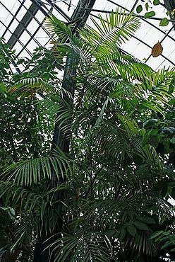 Calamus latifolius specimen.jpg