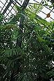 Thumbnail for version as of 02:11, 13 February 2015