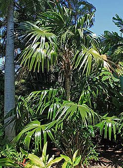 Chelyocarpus chuco specimen.jpg