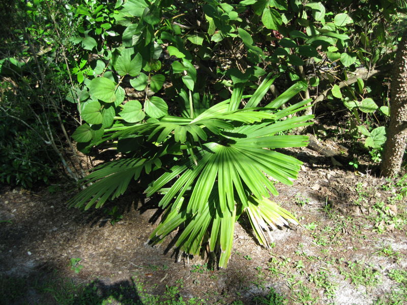 File:CoryphIMG 0133.JPG