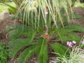 Thumbnail for version as of 17:44, 12 December 2009
