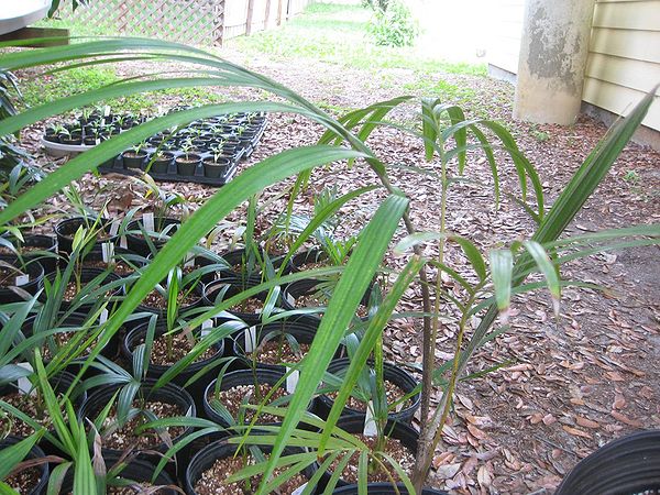 Veitchia arecina - Palmpedia - Palm Grower's Guide