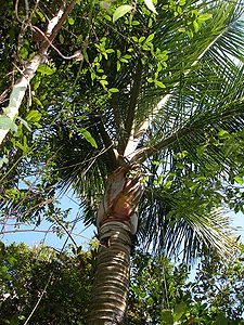 P1010095 Dypsis bejofo.JPG