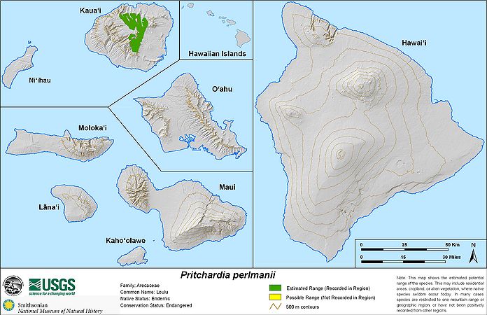 Pritchardia perlmanii22.jpg