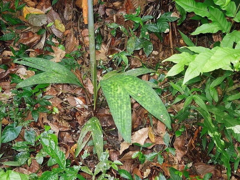File:Pcpost-4111-0-03066700-1353194434.jpg
