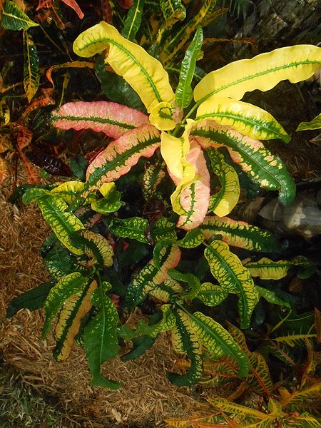 File:Pink Lei-Randy.JPG