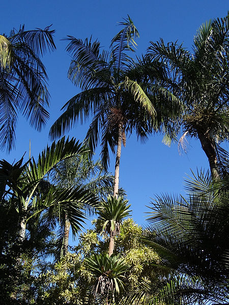 File:7317759708 a274cb71f0 b.jpg