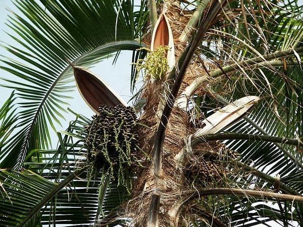 Syagrus botryophora - Palmpedia - Palm Grower's Guide