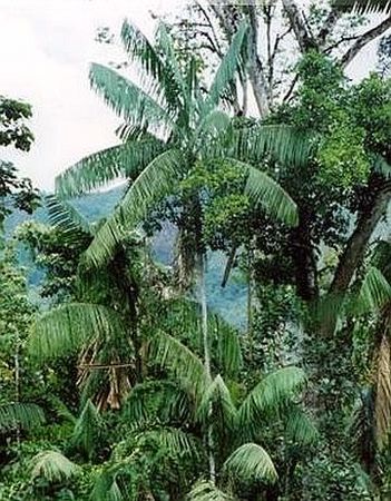 Euterpe precatoria - Palmpedia - Palm Grower's Guide
