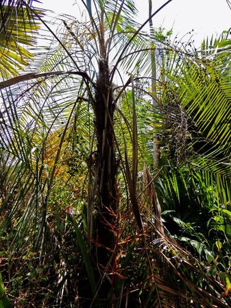 Syagrus ruschiana - Palmpedia - Palm Grower's Guide