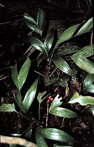 File:Areca minuta01.jpg