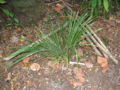 Thumbnail for version as of 04:56, 27 December 2009