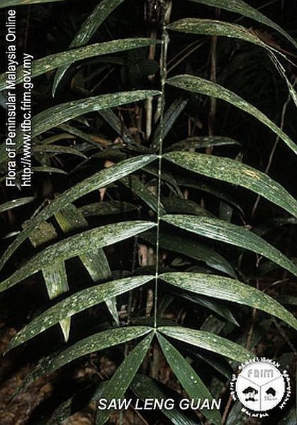 File:Calamus-perakensis---Leaves.jpg