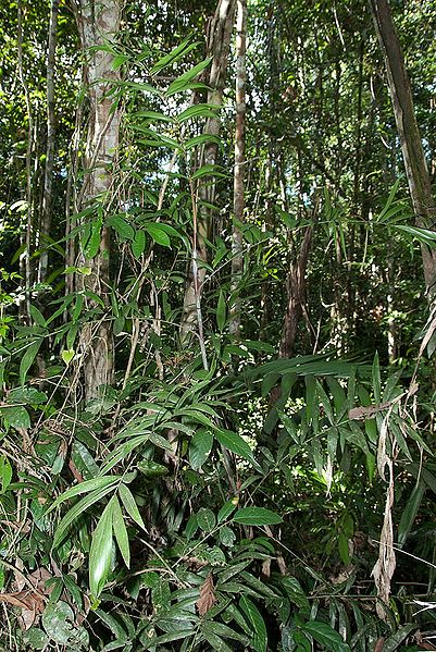 File:52247d2298484.jpg