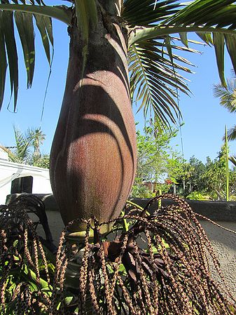 Burretiokentia vieillardii - Palmpedia - Palm Grower's Guide