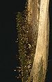 Thumbnail for version as of 02:10, 8 February 2015