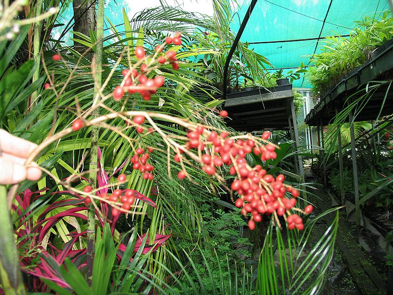 File:Dypsis scottiana seeds...JPG