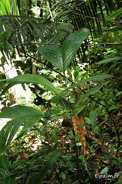 File:Guy-bactris-simplicifrons-route-d27apatou-28329.jpg