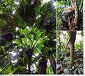 Thumbnail for version as of 23:15, 13 January 2015