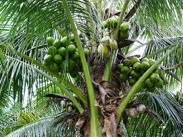 Cocos nucifera var. 'Malayan dwarf' - Palmpedia - Palm Grower's Guide