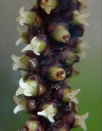 Basgra0027.jpg