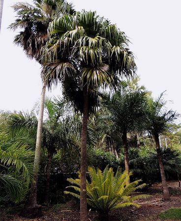 スリナックス・エクセルサ　Thrinax excelsa Thrinax excelsa – Jamaican Thatch Palm – Buy seeds at