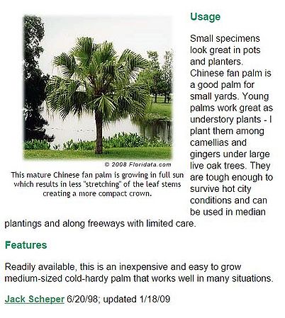 Livistona chinensis - Palmpedia - Palm Grower's Guide