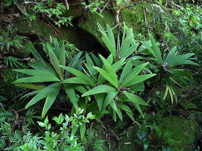 File:Dp10767316403 5e1a8ede04 k.jpg