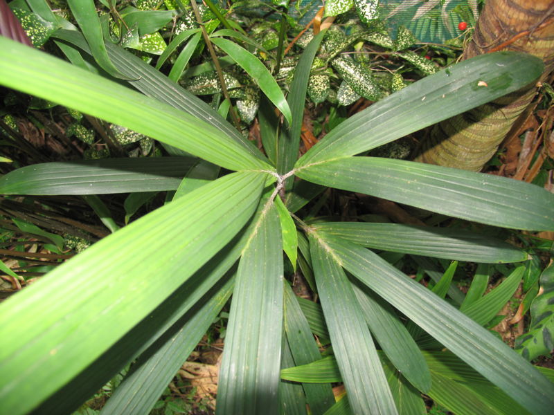 File:Dypsis.Dypsis.poivreana..,...JPG