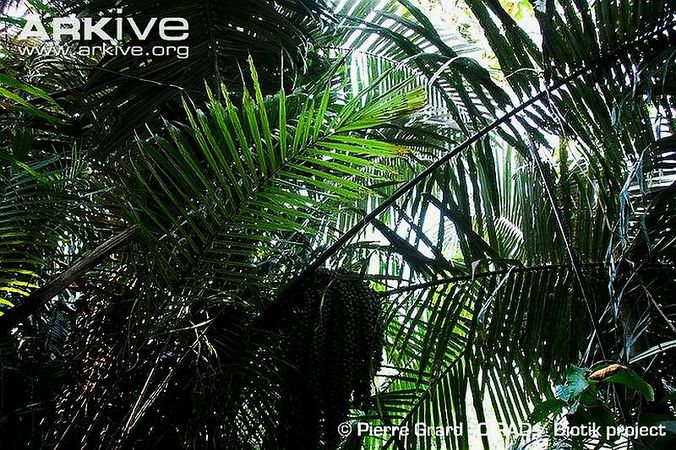 Wights-sago-palm-leaves-and-fruits.jpg