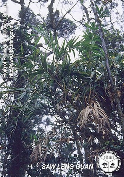 File:Calamus-viridispinus---Habit.jpg