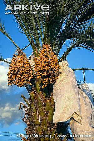 Bags-over-date-palm-fruit-to-promote-higher-a-yield.jpg