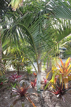 Dypsis ambositrae - Palmpedia - Palm Grower's Guide