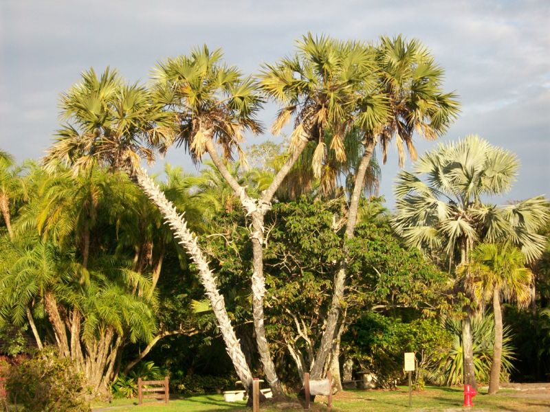 File:Hyphaene compressa100 0074.jpg
