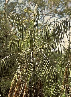 Leopoldinia major567.jpg