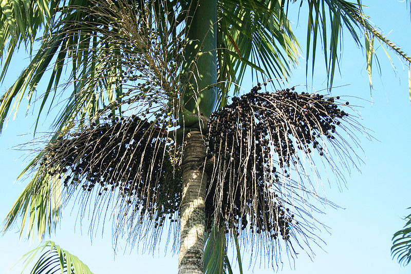 File:3878045089 60047cdb54 b.jpg