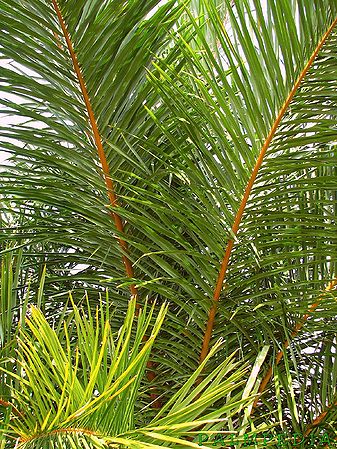 uses of raffia palm
