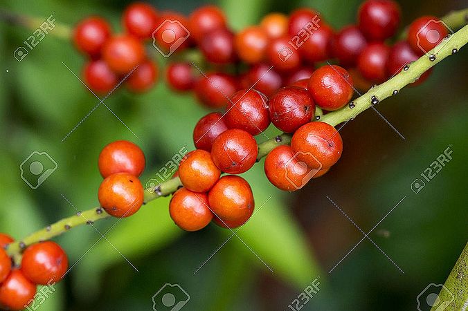23081070-red-seed-of-fan-palm-scientific-name-licuala-paludosa-griff.jpg