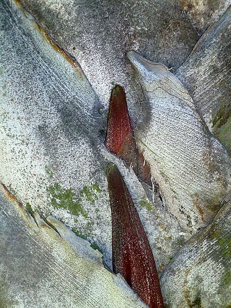 File:Feb 11 12 020z.jpg