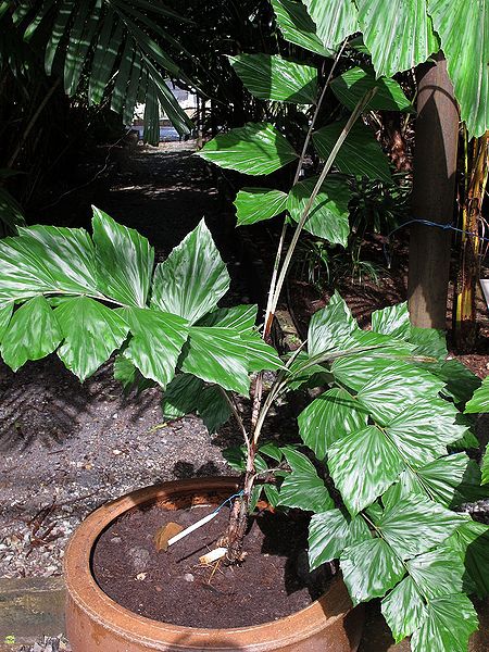 File:8053523264 6949b9ab00 o.jpg