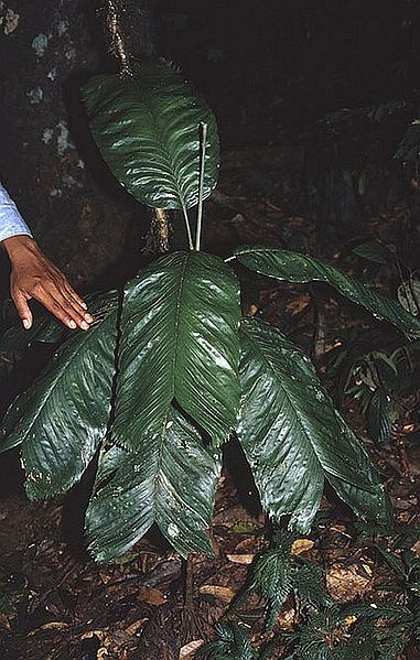 File:Pl2786971.jpg