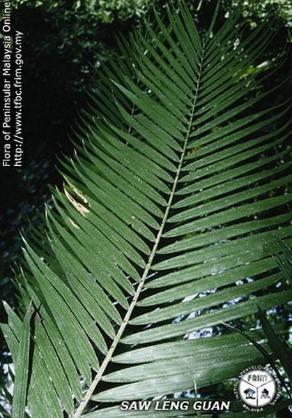 File:Calamus-spectatissimus---Frond.jpg