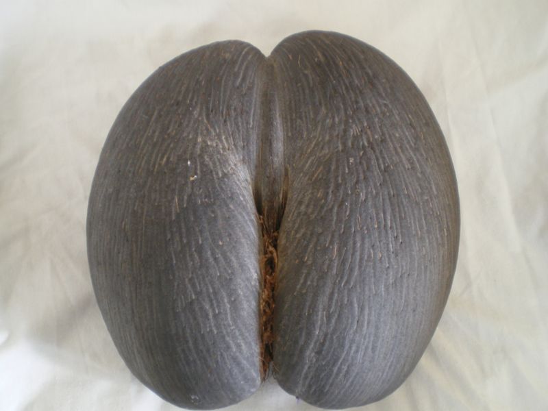 File:Coco.JPG