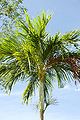 Thumbnail for version as of 01:07, 30 April 2015