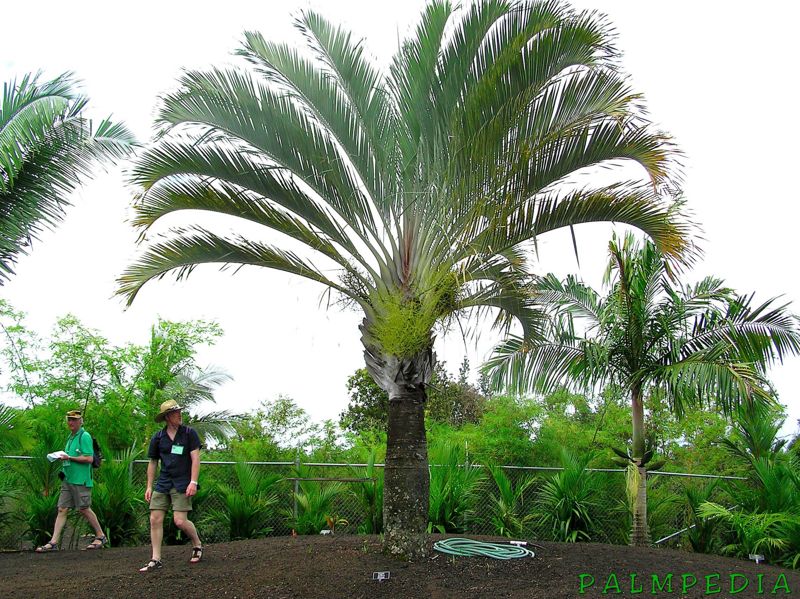 File:Dypsis decaryi.jpg